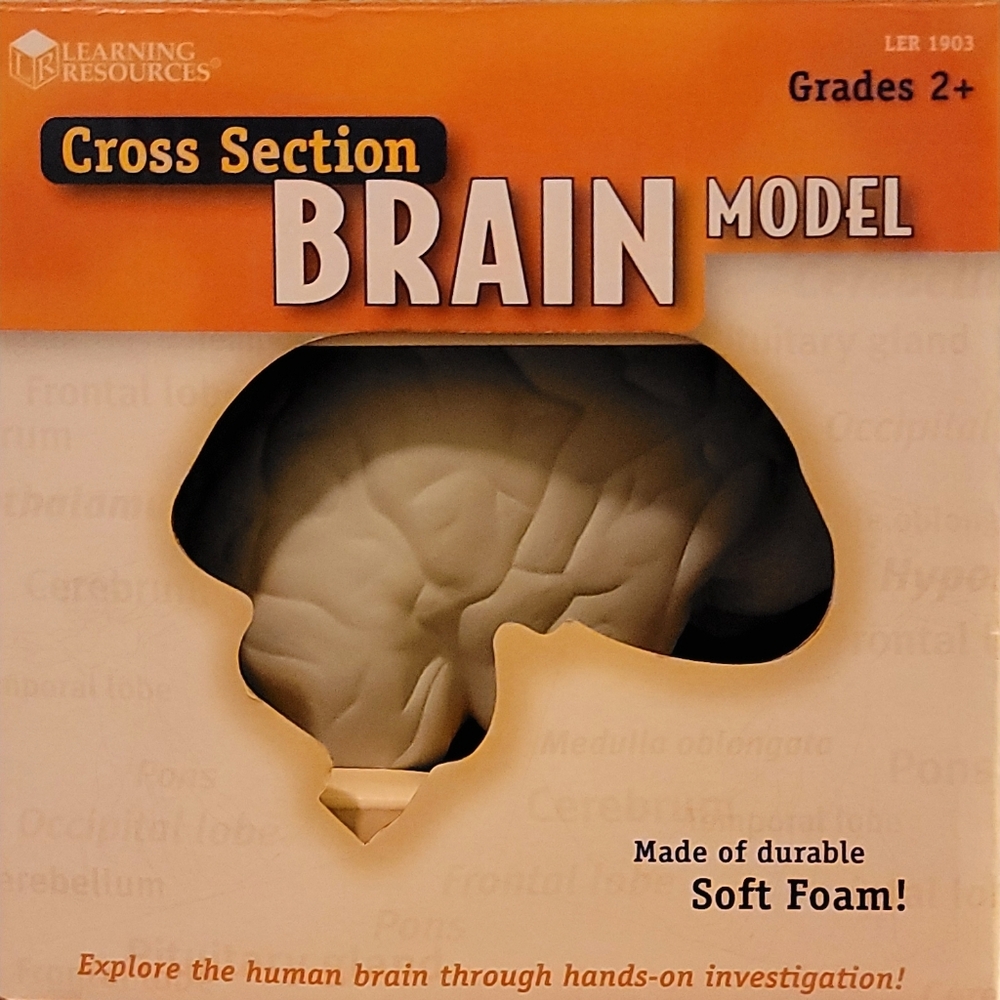 Brain Foam Model